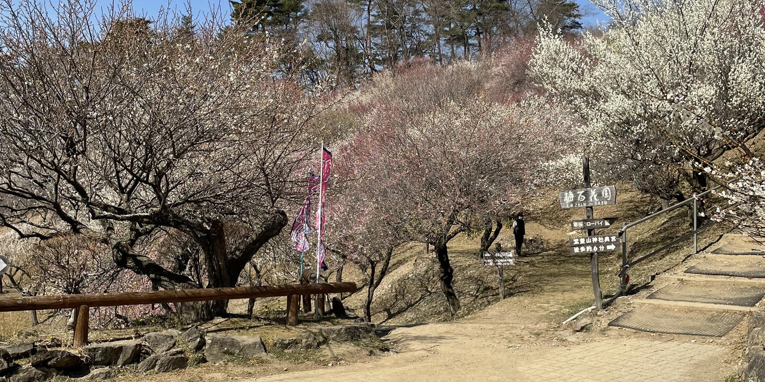 宝登山梅百花園